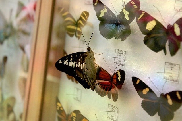 sbírka motýlů