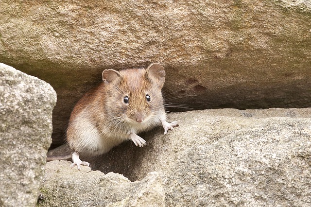 myš na kamenech