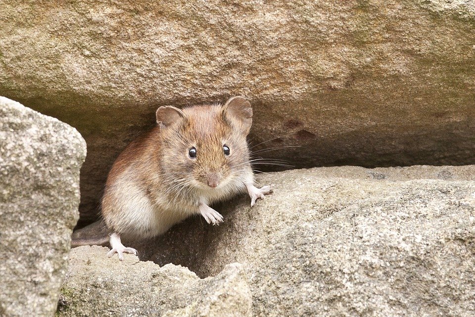myš mezi kameny